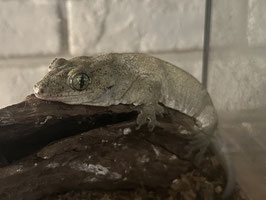 ジャイアントゲッコー　福島店　販売