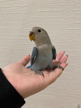 コザクラインコ　コバルト　仙台泉店　販売