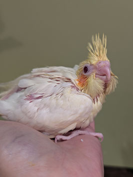 オカメインコ　ルチノー　盛岡店　販売