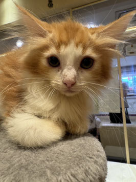 ノルウェージャン　ベビー販売　秋田中央店