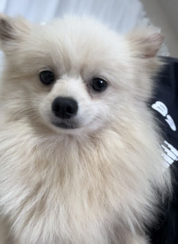 ポメラニアン　販売　秋田アマノ店