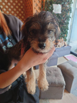 シュナプー　ベビー販売　盛岡店