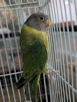 コセイインコ　メス　盛岡店　販売