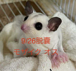 フクロモモンガモザイク♂　栃木店販売