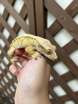 クレステッドゲッコー　秋田アマノ店　販売