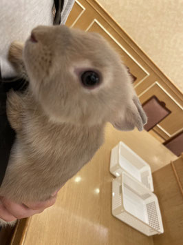 ミニウサギ②　秋田中央店　販売