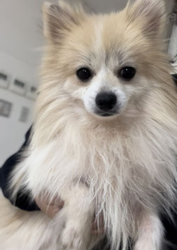 ポメラニアン　オス　販売　秋田アマノ店