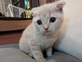 スコティッシュフォールド　ベビー販売　盛岡店