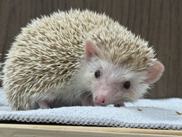 ハリネズミ　シナモン　栃木店　販売