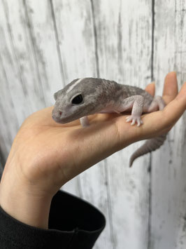 ニシアフリカトカゲモドキ　ゴーストオレオストライプ　仙台店　販売