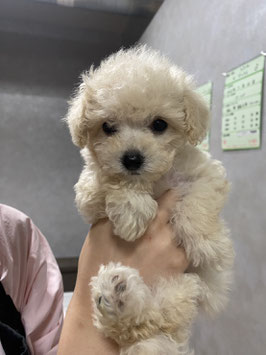 ハーフ犬　ベビー販売　八戸店