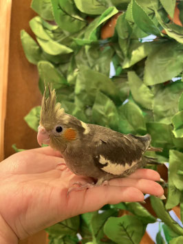 オカメインコ　ノーマル　秋田イオン中央店　販売