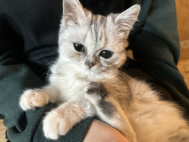 スコティッシュフォールド　ベビー販売　福島店