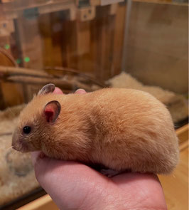 シリアンハムスター　キンクマカラー　仙台EBeanS店　販売