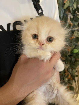 スコティッシュフォールド　ベビー販売　福島店