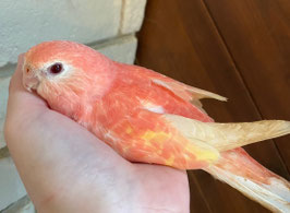 アキクサインコ　ルビノー　福島店　販売