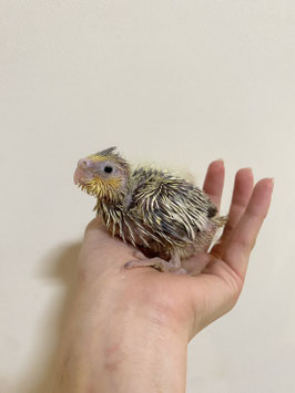 オカメインコ　イエローフェイスパイド　新潟店　販売