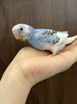セキセイインコ(雛)　ブルーパイド　仙台泉店　販売