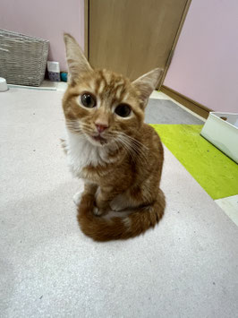 マンチカン♂　栃木店販売