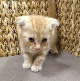 スコティッシュフォールド　ベビー販売　栃木店