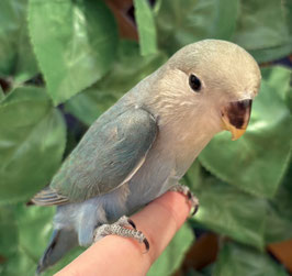 コザクラインコ　シーグリーン　秋田イオン中央店販売