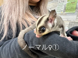 フクロモモンガノーマル①♀　栃木店販売