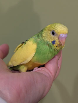 セキセイインコ③　盛岡店　販売