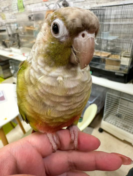 ウロコインコシナモン　栃木店販売