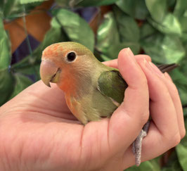 コザクラインコ　ノーマル　秋田イオン中央店販売