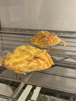 クラウンウェルツノガエル　仙台泉店　販売