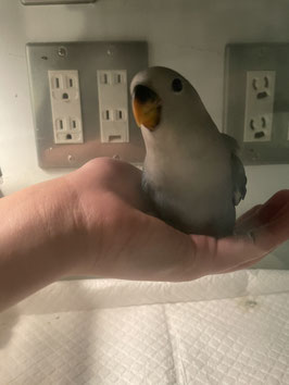 コザクラインコ　コバルト　仙台泉店販売