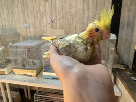 オカメインコ　シナモンパールパイド　雛　盛岡店　販売