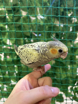 オカメインコ　パール　秋田中央店　販売