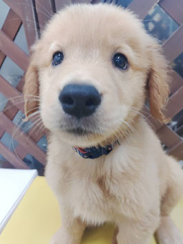 ゴールデンレトリバー　ベビー販売　秋田アマノ店