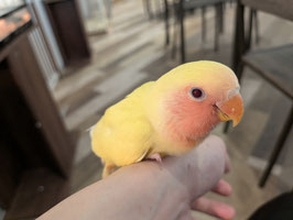 コザクラインコ　ルチノー雛　仙台泉店販売