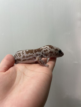 ニシアフリカトカゲモドキ　ホワイトアウトズールhetキャラメル　メス　仙台泉店　販売