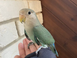 コザクラインコ　ターコイズ　オス　福島店　販売
