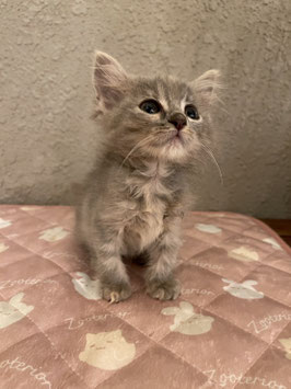 スコティッシュフォールド　ベビー販売　仙台EBeanS店