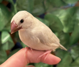 シルバー文鳥　秋田イオン中央店　販売