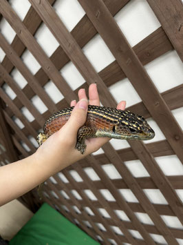 オニプレートトカゲ　秋田アマノ店　販売