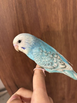セキセイインコ　オパーリンスカイブルースパングル　仙台ズーモア店　販売