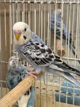 セキセイインコ⑤　秋田イオン中央店販売