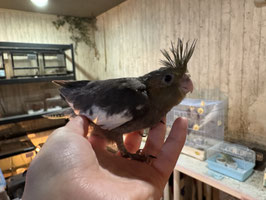 オカメインコノーマル雛　盛岡店販売