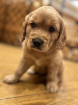 キャバリア×ゴールデン♂　秋田イオン中央店販売