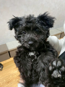 MIX犬　ベビー販売　八戸店