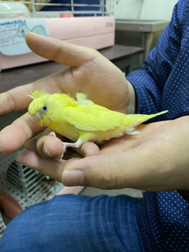 羽衣セキセイインコ　ダブルファクターイエロー　メス　仙台店　販売