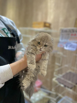スコティッシュフォールド♀　ベビー販売　秋田店