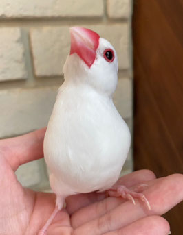 白文鳥　福島店　販売