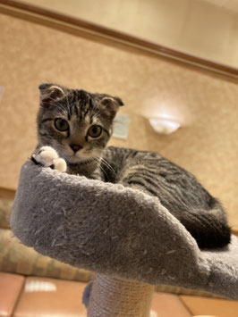 スコティッシュフォールド　販売　秋田イオン中央店