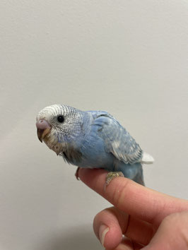 セキセイインコ　スパングル　仙台泉店販売